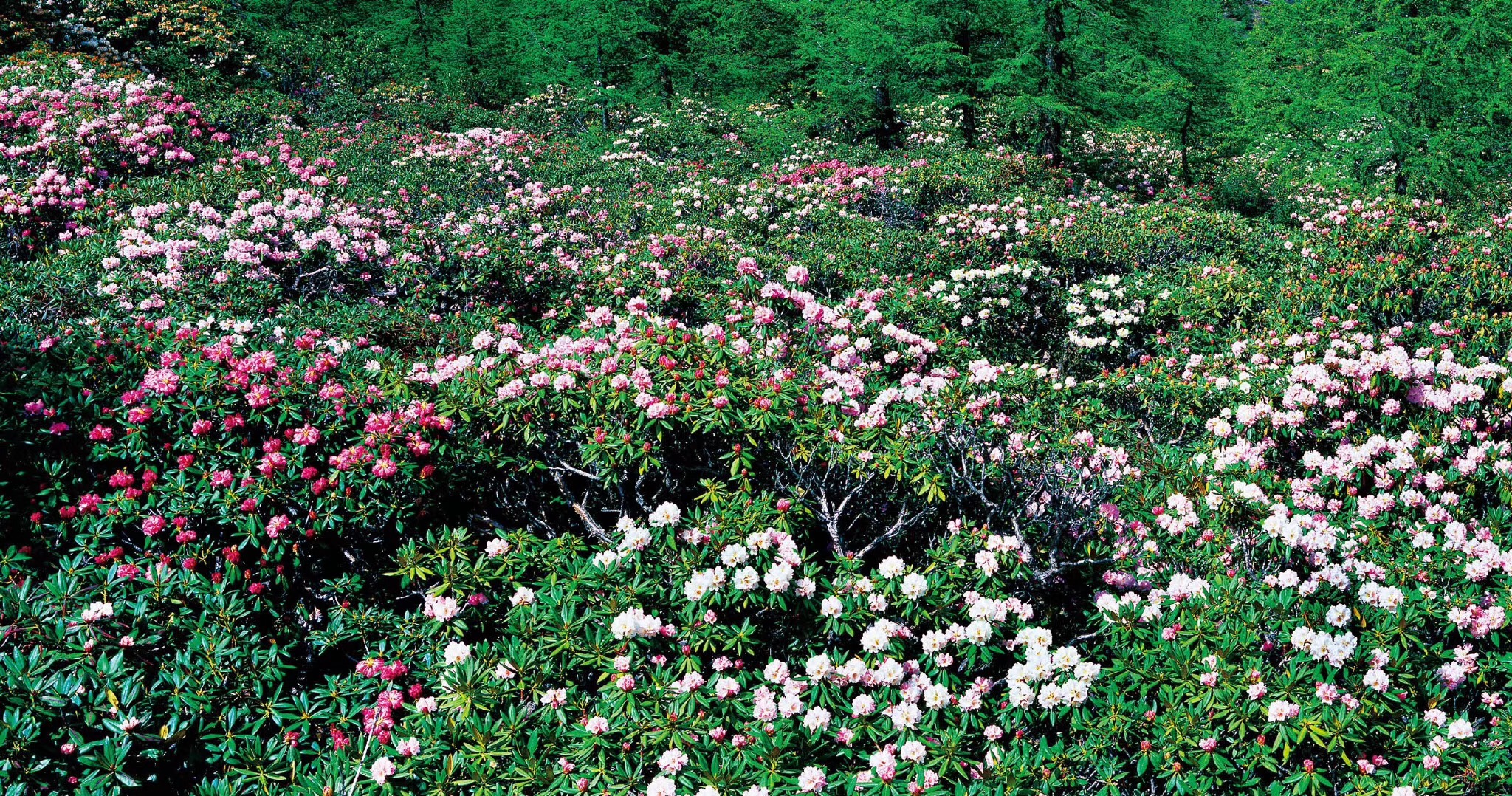 云南香格里拉漫山的杜鹃花铺满整个山林和草原,染红了青山绿水