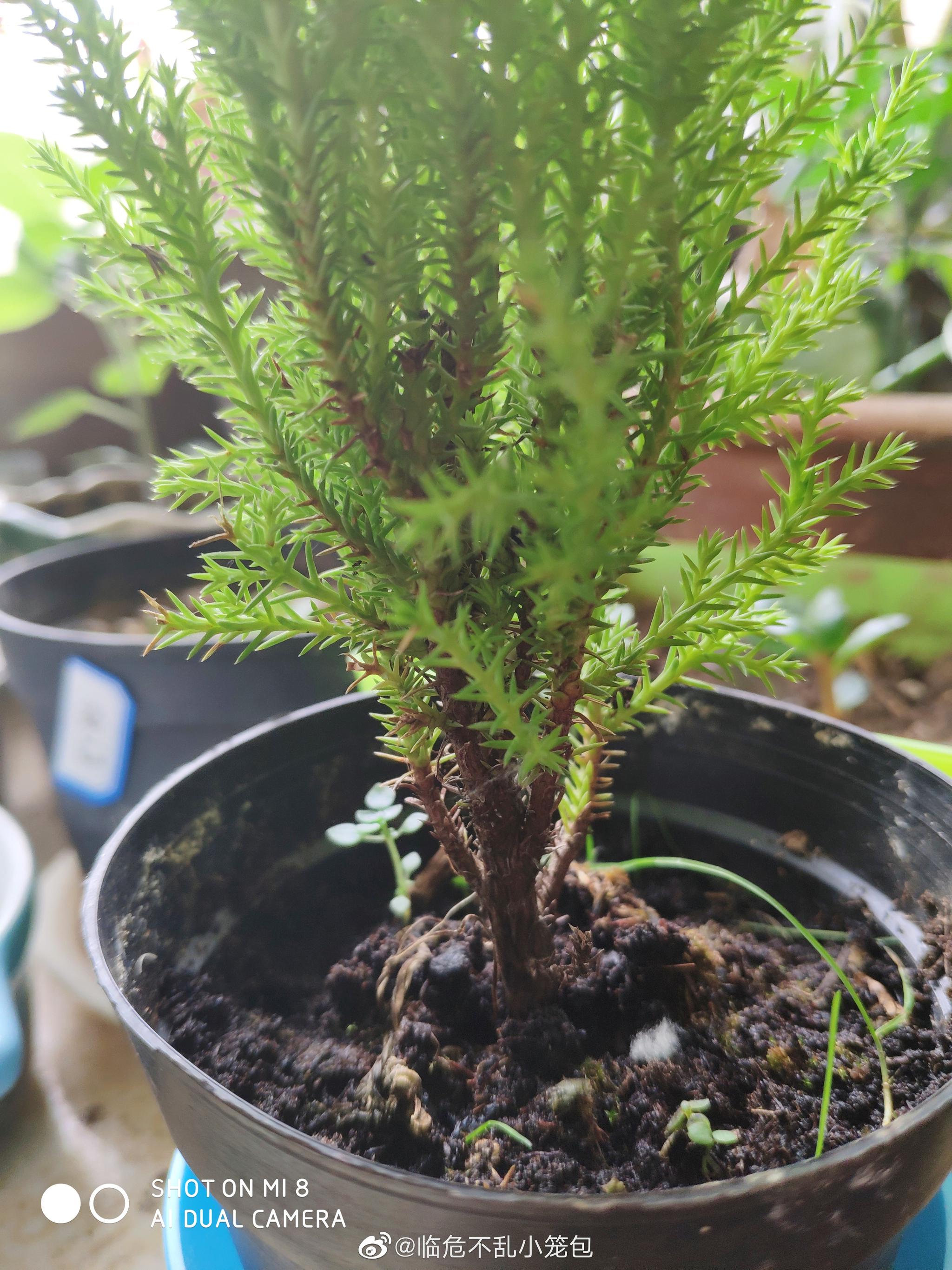 问题贴，新买的香松发现靠近主干的位置发黑了，怎么破他是快屎了吗|香松|主干|位置_新浪新闻