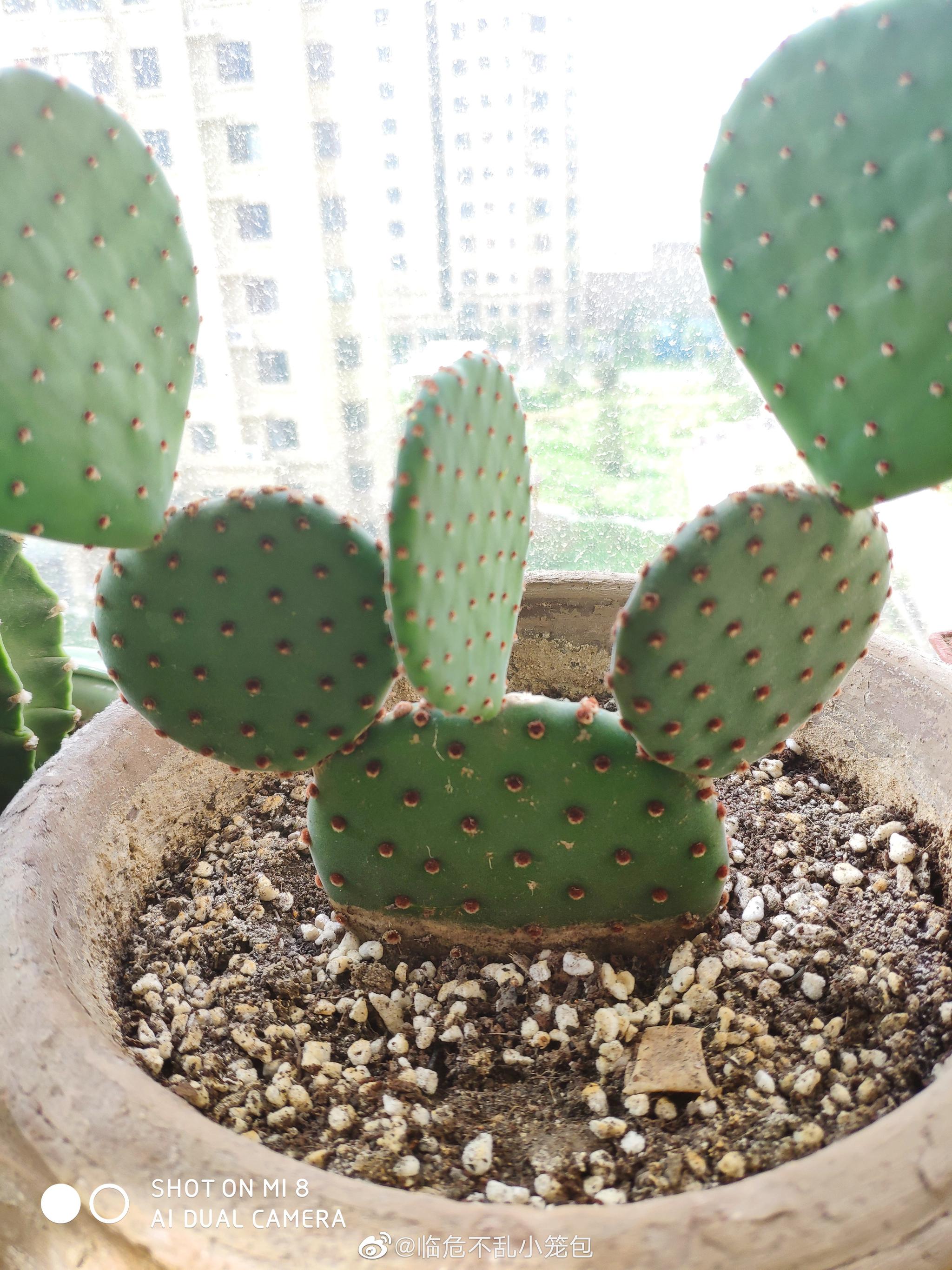 免费送多种颜色的长寿花和红太古仙人掌想要的自己掏邮费吧微博主页