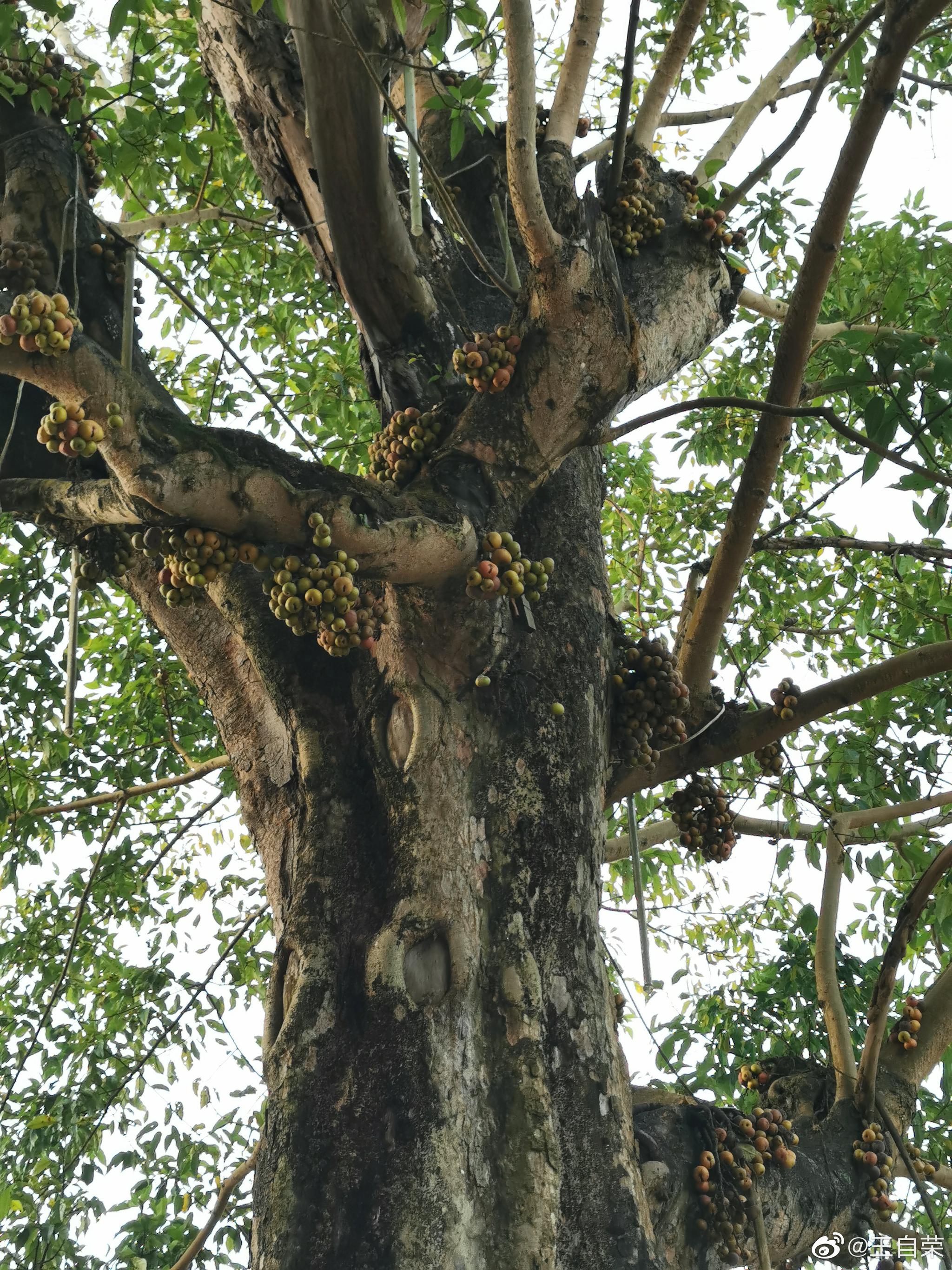 依旧,再看看镇康结满了果子的大榕树,就将回临沧了.