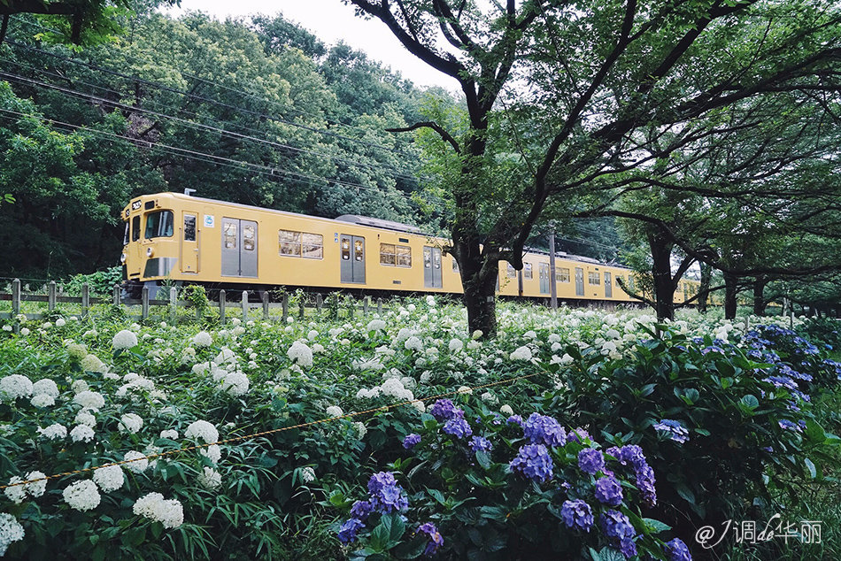 【东京都东村山】追溯《龙猫》场景,过宫崎骏笔下的夏天|鳗鱼|烘焙|酱料_新浪新闻