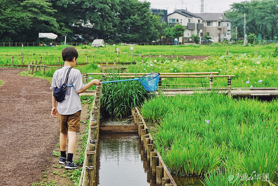 【东京都东村山】追溯《龙猫》场景,过宫崎骏笔下的夏天|鳗鱼|烘焙|酱料_新浪新闻