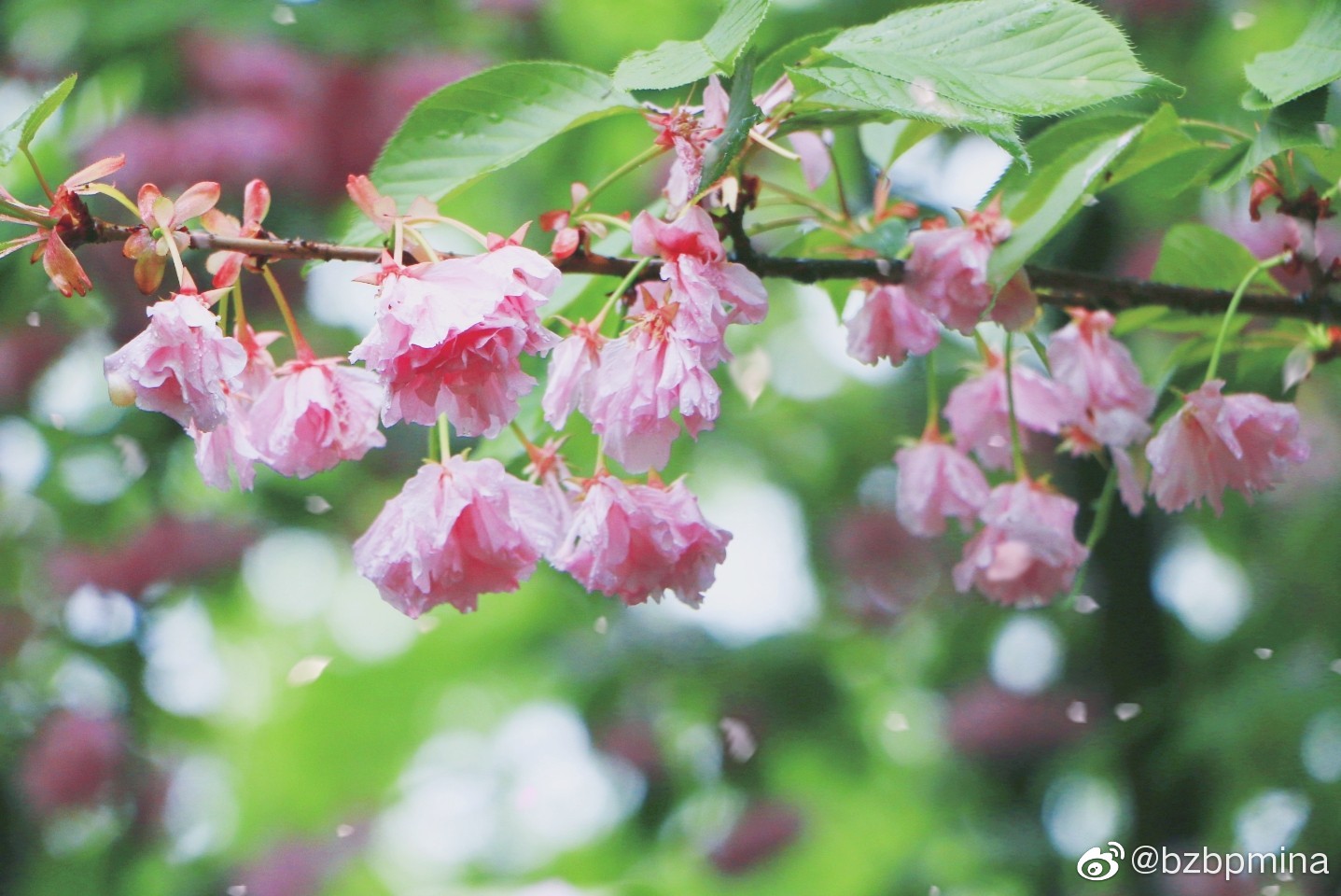 樱花烂漫几多时,柳绿桃红两未知_新浪新闻