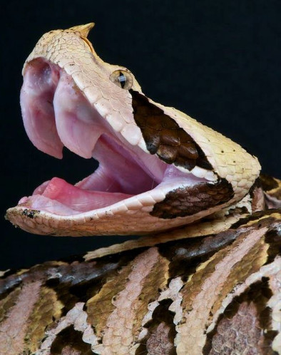 徒手抓世界上最长的毒牙剧毒加蓬咝蝰会有怎样的结局