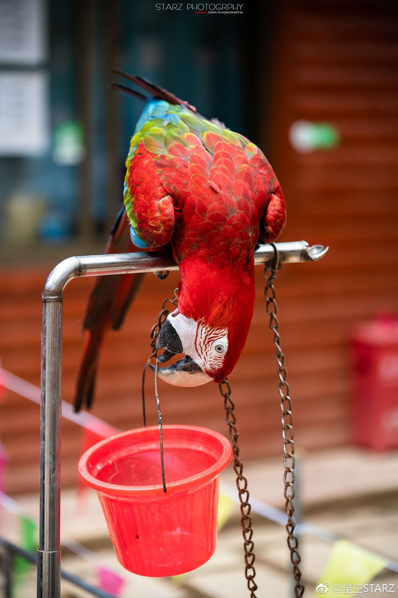 的娱乐设施,如鸟艺表演,能够近距离观看美丽的孔雀和逗趣的金刚鹦鹉