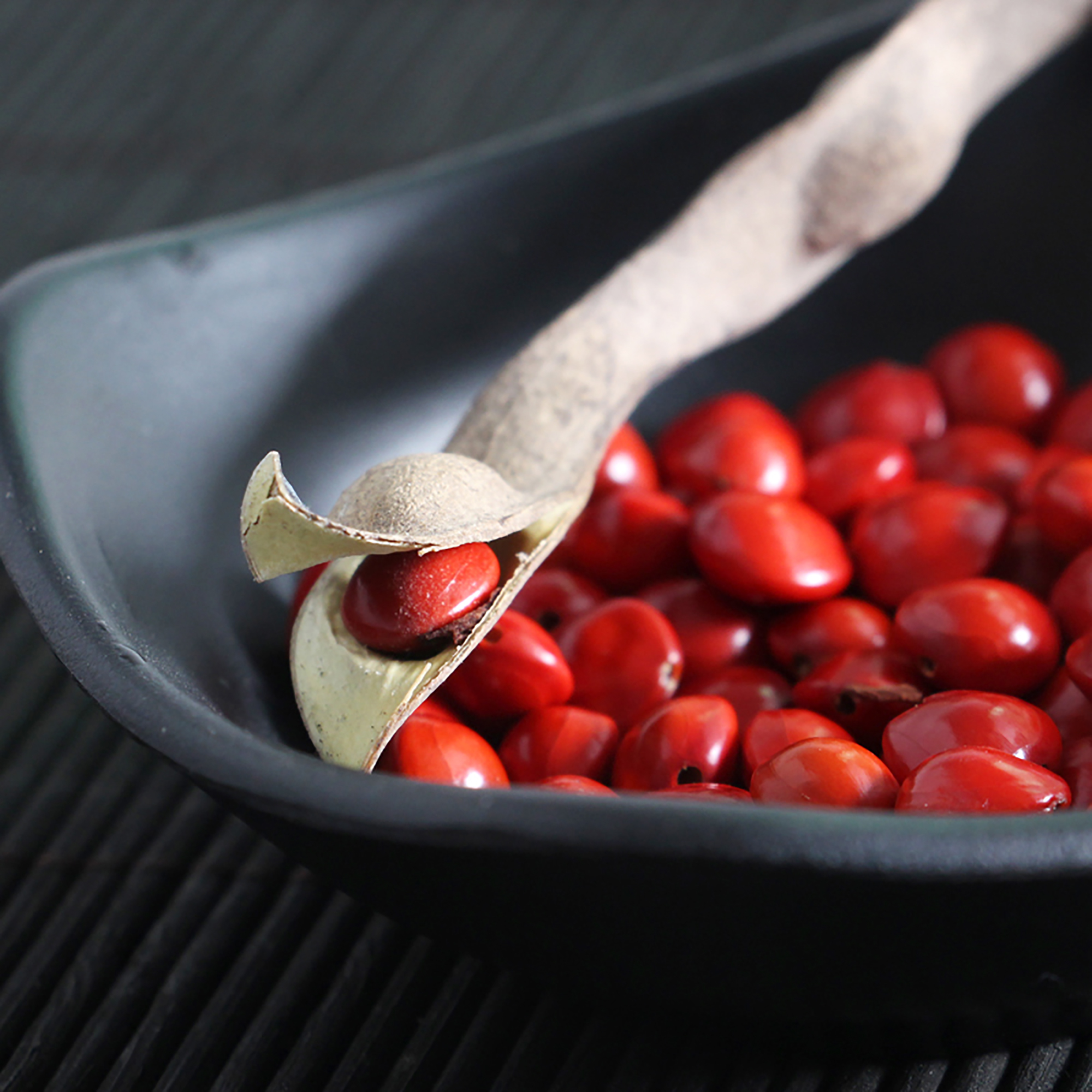 江阴顾山镇的那株千年红豆已经萌芽,相思成灾的人儿,站在树冠下,虔诚