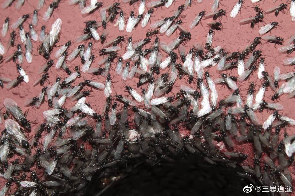 最近英国正婚飞的黑蚂蚁遮天蔽日干扰了卫星天气预报