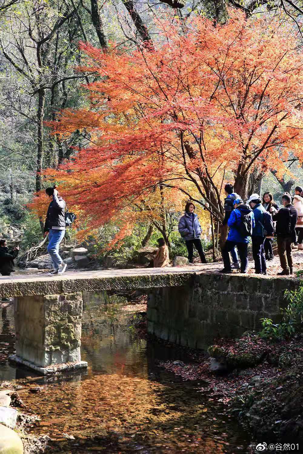 树上的红枫叶 都是由稚气的淡淡的绿色叶片 经历长时间的风吹雨打