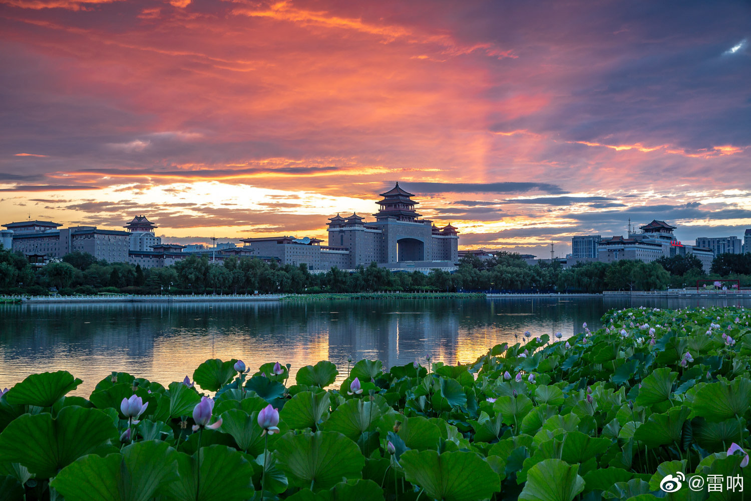 盛夏来临,北京莲花池公园的荷花进入盛花期