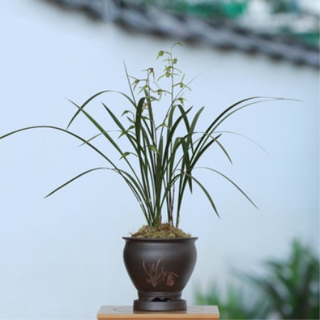 盆栽花卉寒兰什么时候开花?