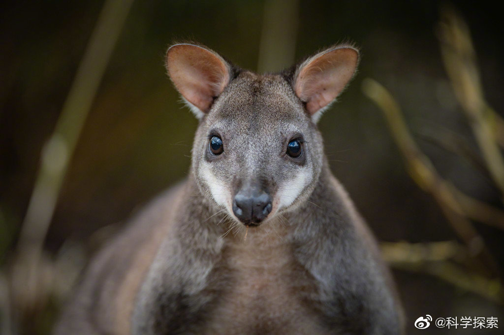 英国动物园首只珍稀沙袋鼠幼崽亮相 小家伙躲在育儿袋捉迷藏