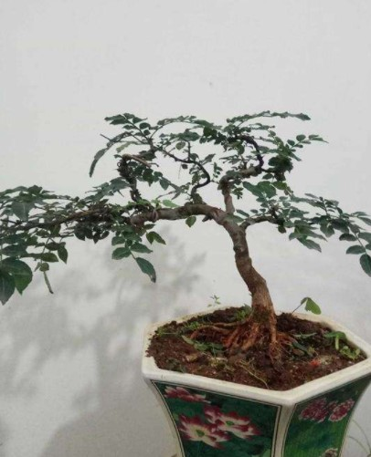 厨房抓把"花椒"撒土里,60天长成绿盆栽,香味浓还杀菌!