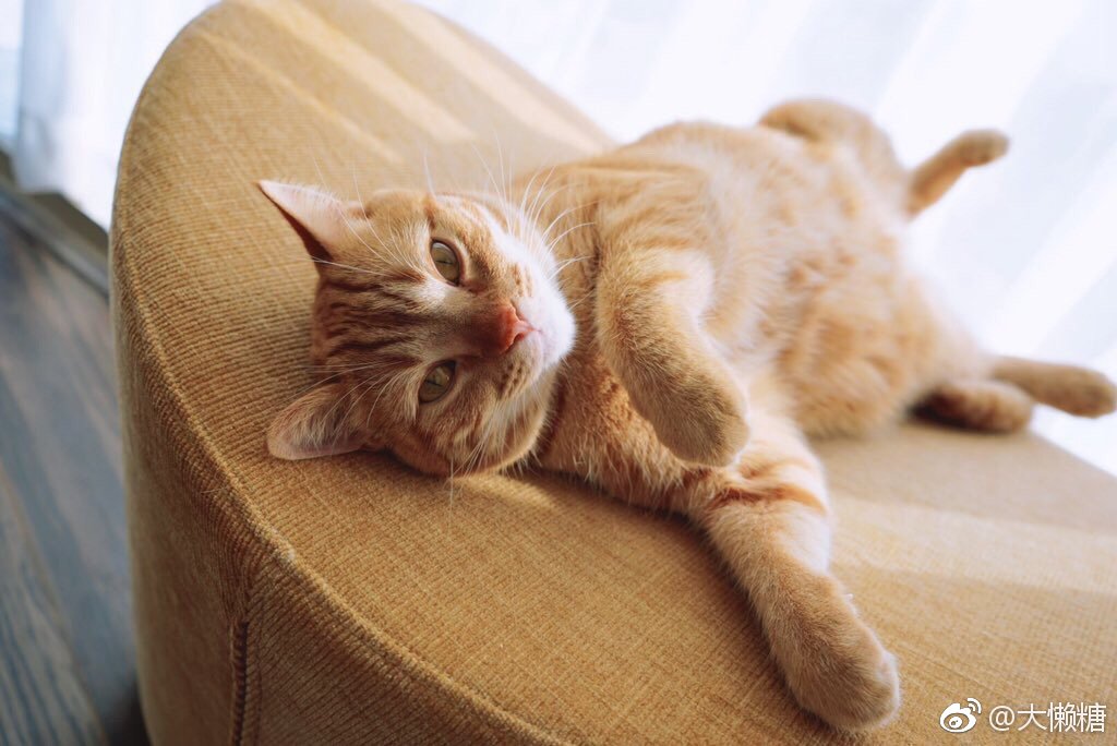 岛国著名声优花江夏树的两只猫今天也是元气满满的一天twi