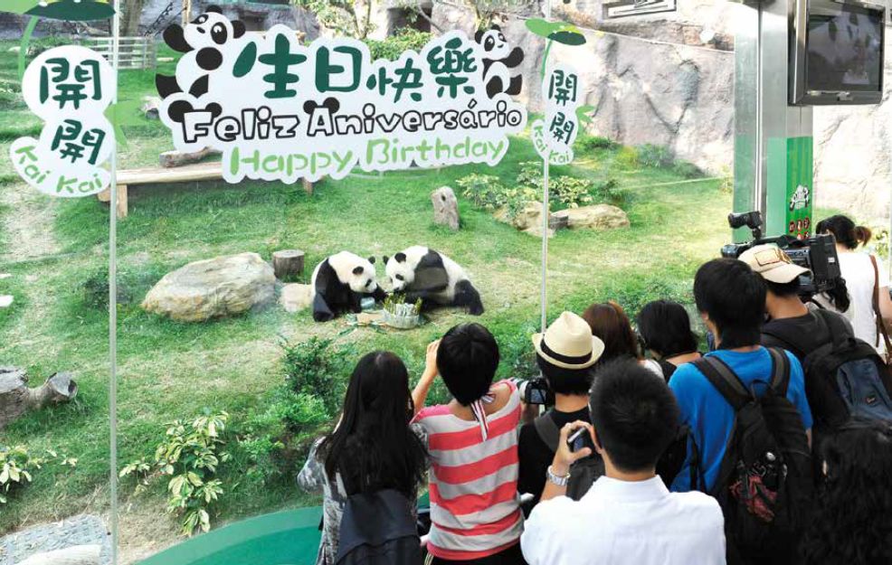 中央赠送澳门的大熊猫开开和心心在澳门石排湾郊野公园熊猫馆.