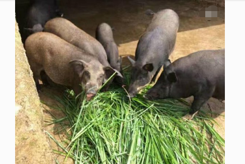 这种菜叶子农村人从不吃表示是猪食而城里人高价买着吃