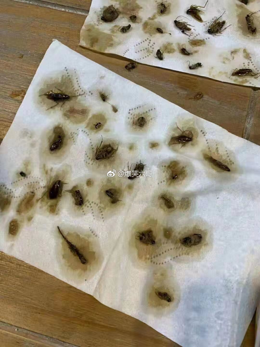 一份外卖里面居然有40多只蟑螂,这是什么商家啊!