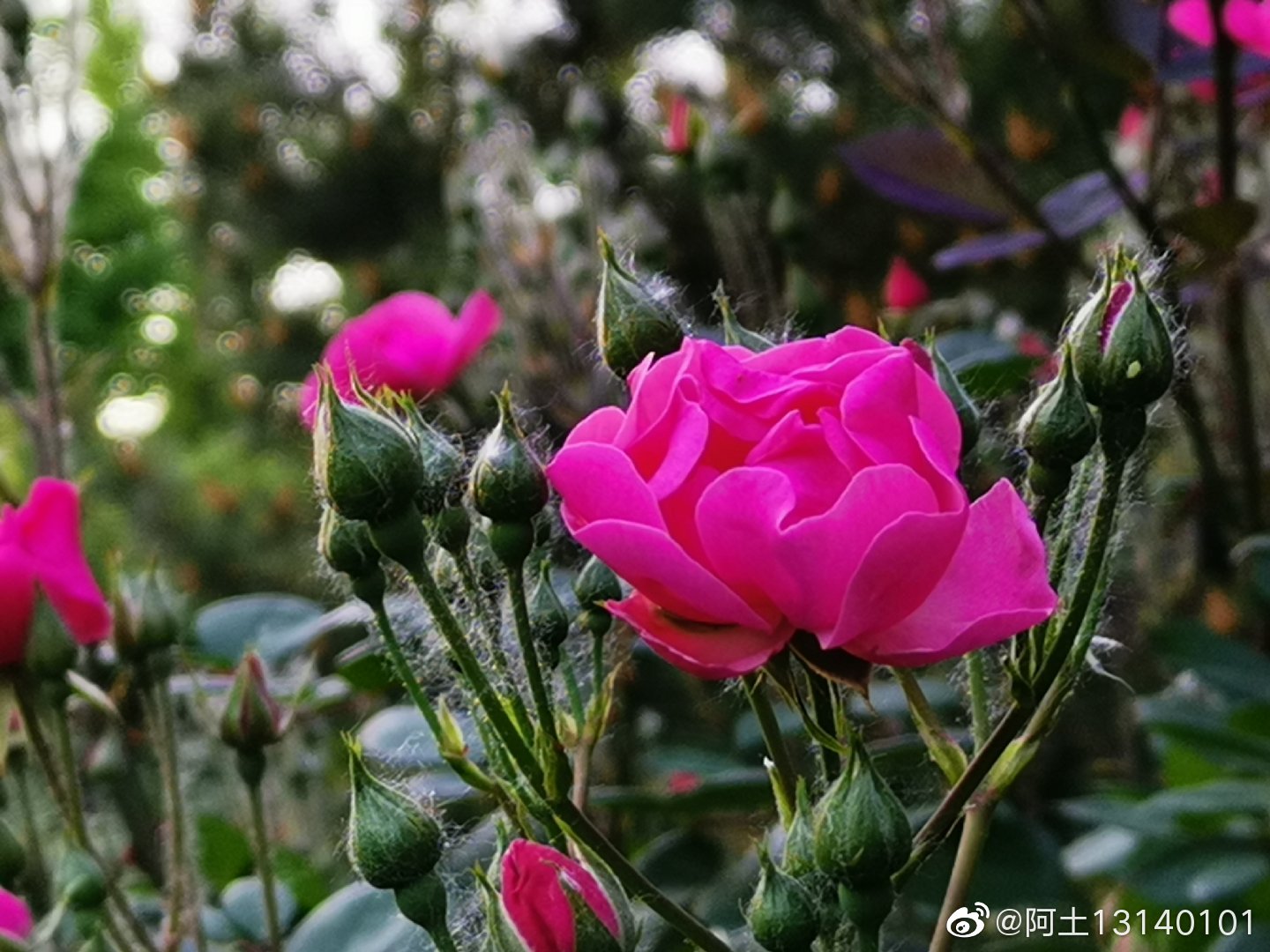 七姊妹(学名:Rosa multiflora Thunb. var|蔷薇|叶互生|托叶|皮刺|常绿灌木_新浪新闻
