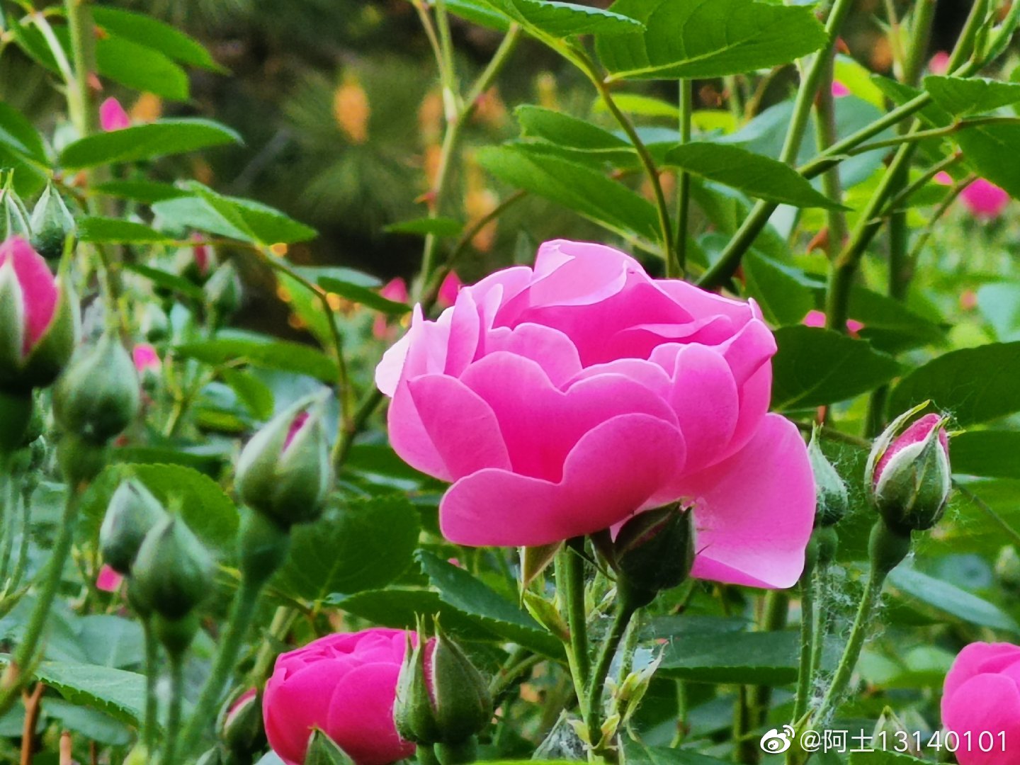 七姊妹(学名:Rosa multiflora Thunb. var|蔷薇|叶互生|托叶_新浪新闻