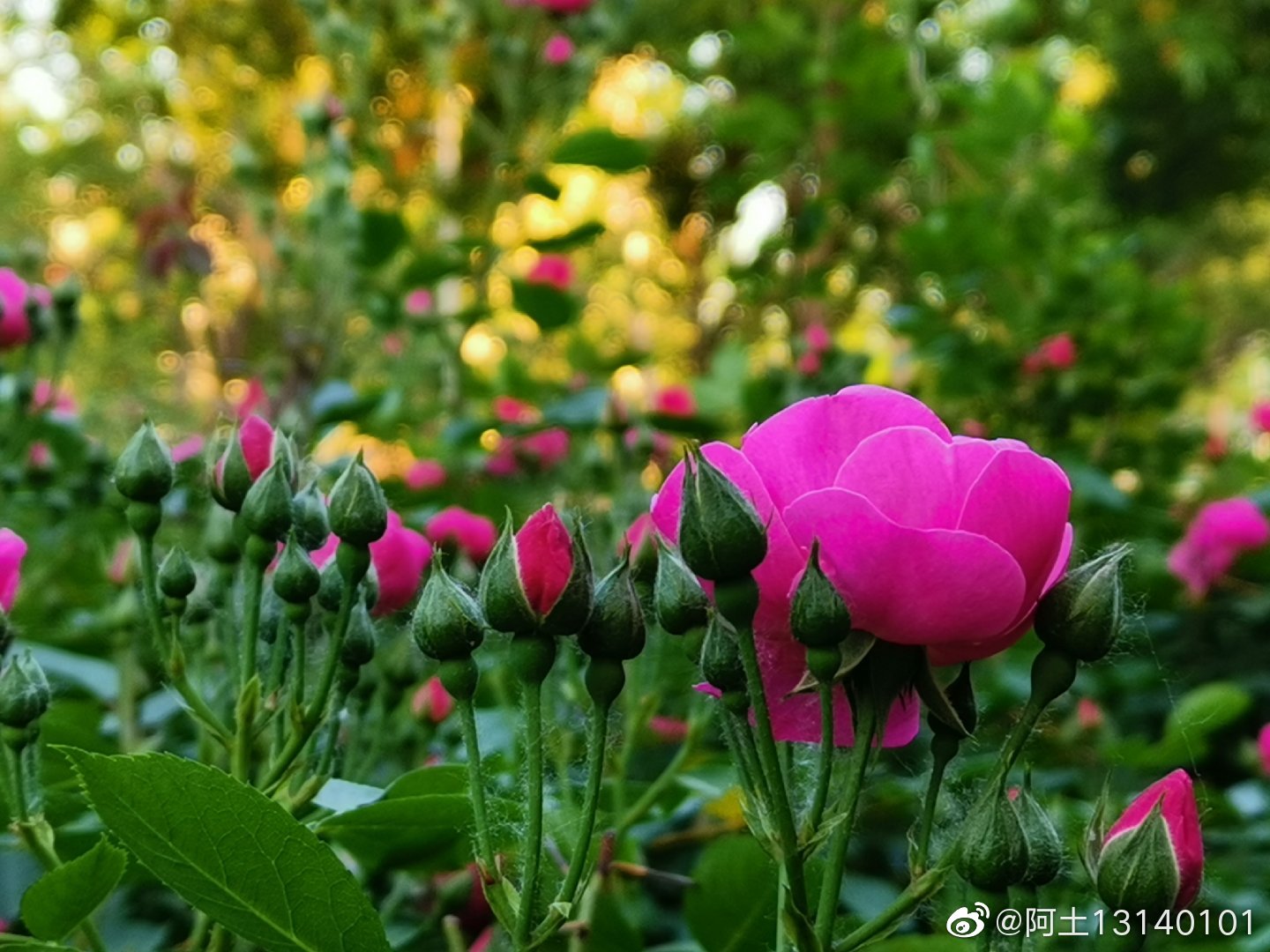 七姊妹(学名:Rosa multiflora Thunb. var|蔷薇|叶互生|托叶|皮刺|常绿灌木_新浪新闻