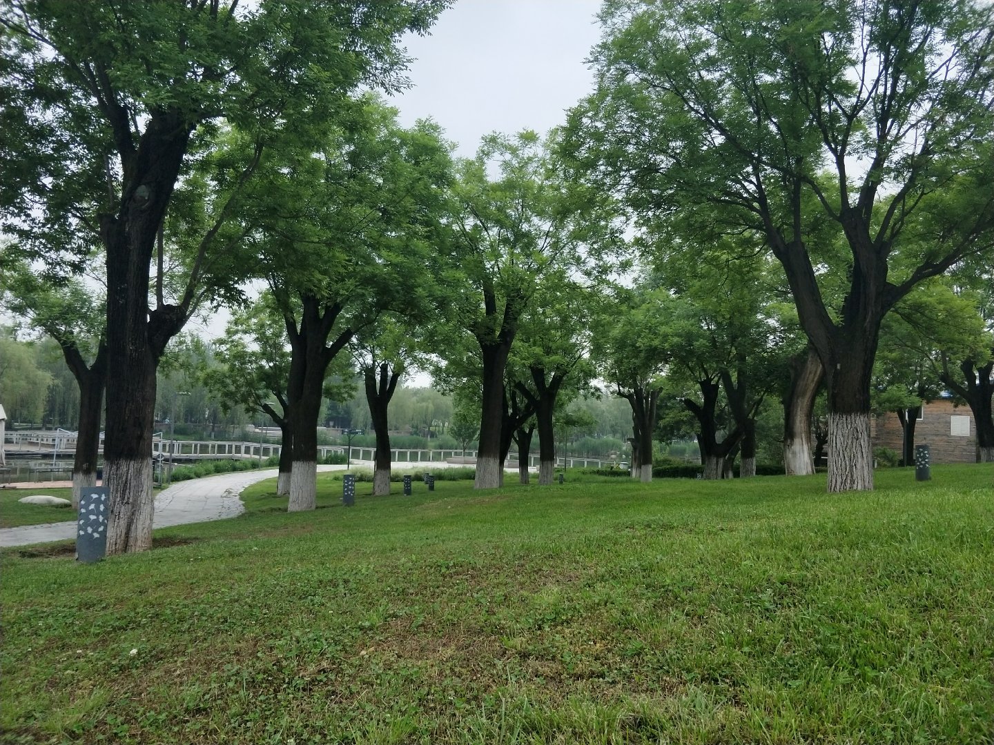 雨后清晨的世博园 鸟声 蛙声连成一片 漫步在园区好是自在