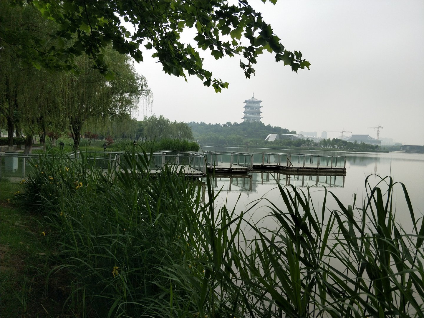 雨后清晨的世博园 鸟声 蛙声连成一片 漫步在园区好是自在