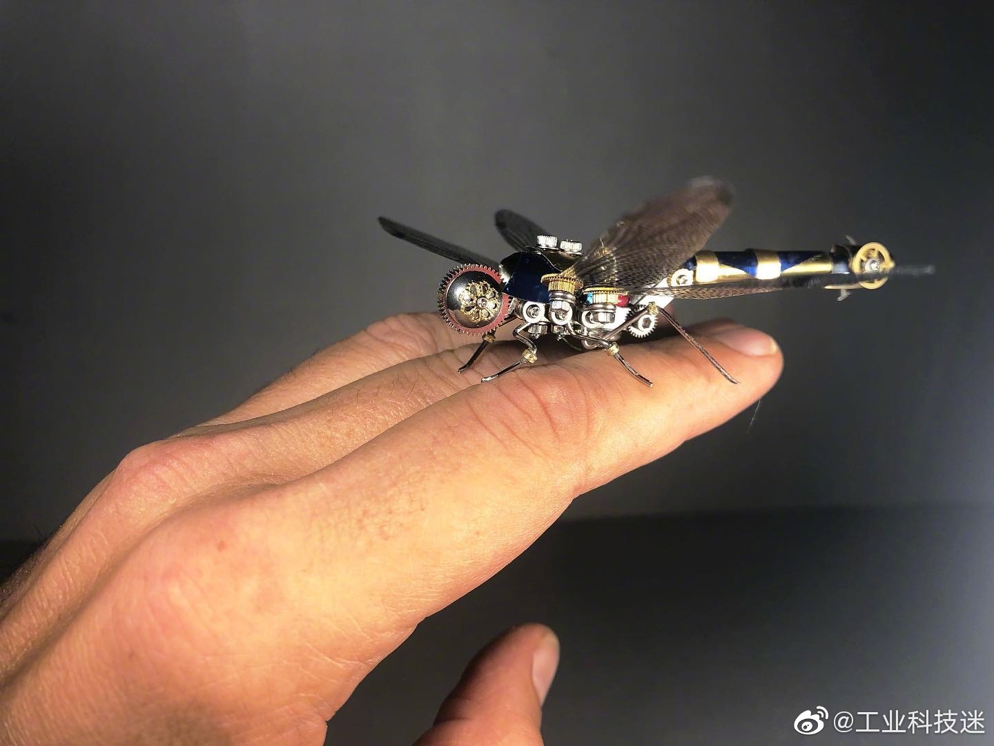 蜻蜓有点直升机的感觉