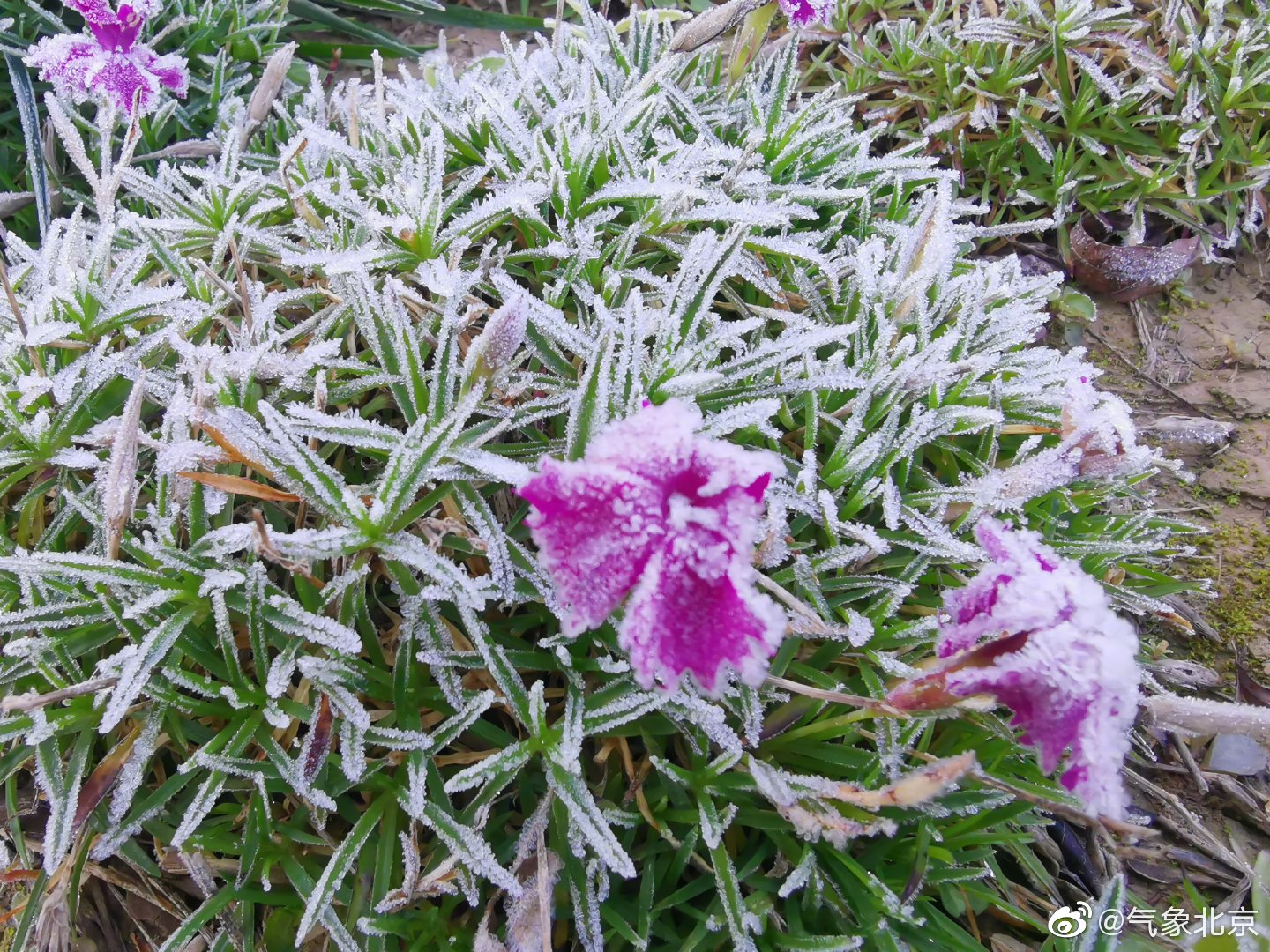 今天早晨,本市北部地区地面见霜(拍摄:李翔宇,朱利苹)