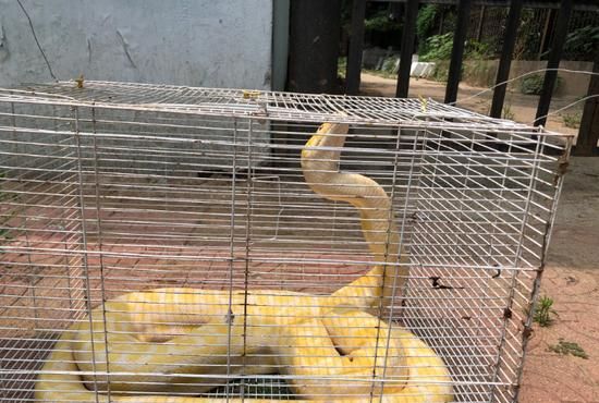 郑州化工路草丛惊现黄金大蟒 体长4米约30斤重|野生动物|黄金蟒|体长