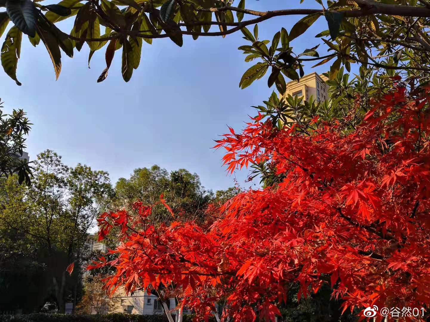 树上的红枫叶 都是由稚气的淡淡的绿色叶片 经历长时间的风吹雨打