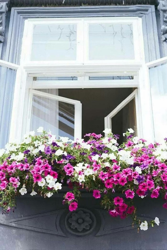 爱花的德国人把花都栽种在临街窗户的外面,花朵朝外开