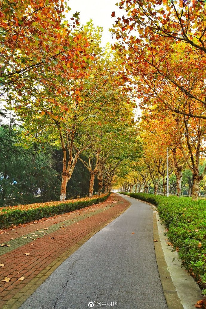 苏州园区星龙街人行道秋意渐浓这渐变的梧桐树描绘着一幅秋天的油