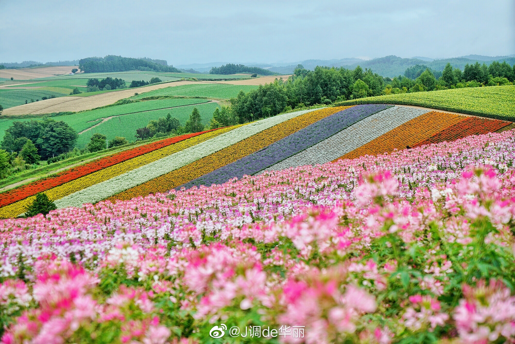 北海道旅行|去美瑛看夏日北海道最美的花海周末和日本朋友去北海道