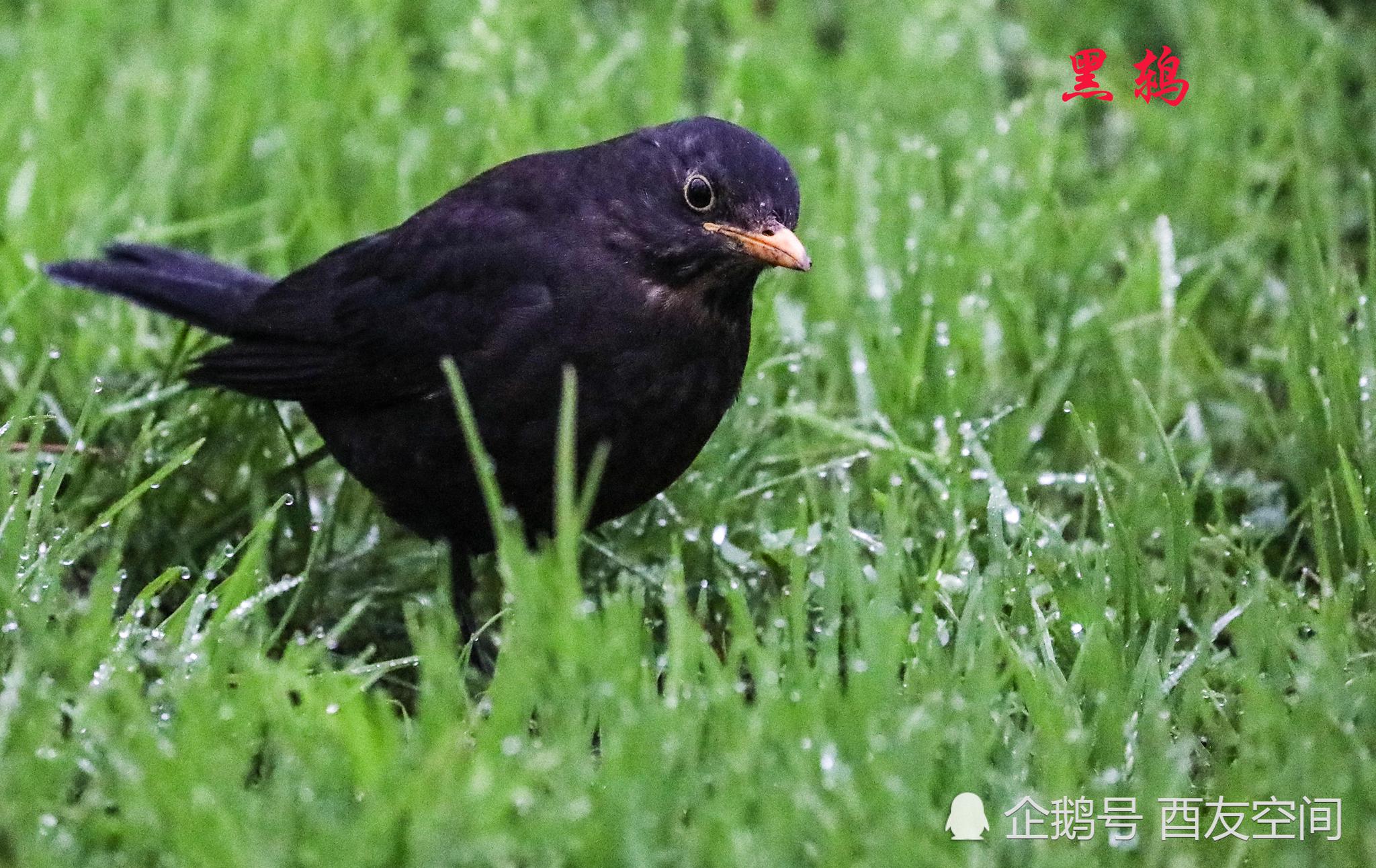 摄影:公园里的黑鸫鸟