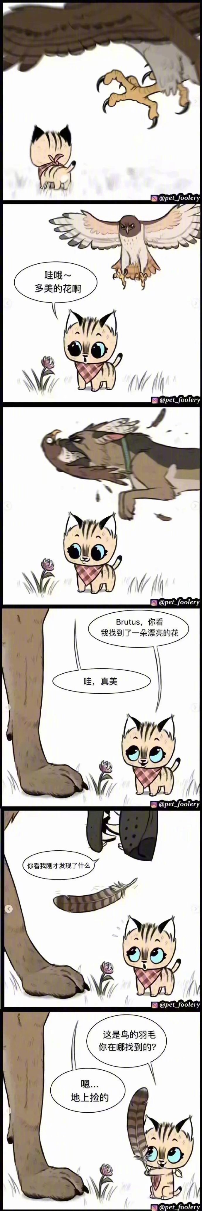 退役军犬和小猫咪的日常漫画