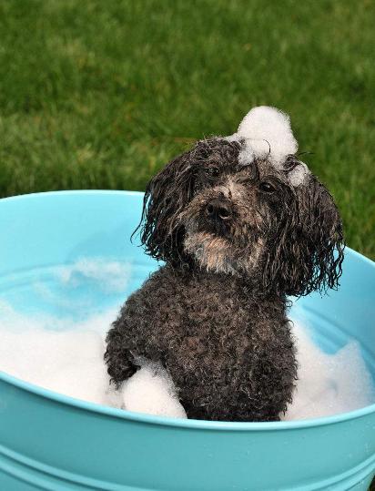 冬季给泰迪犬洗澡,大部分主人存在的5个误区,可能会害死它!