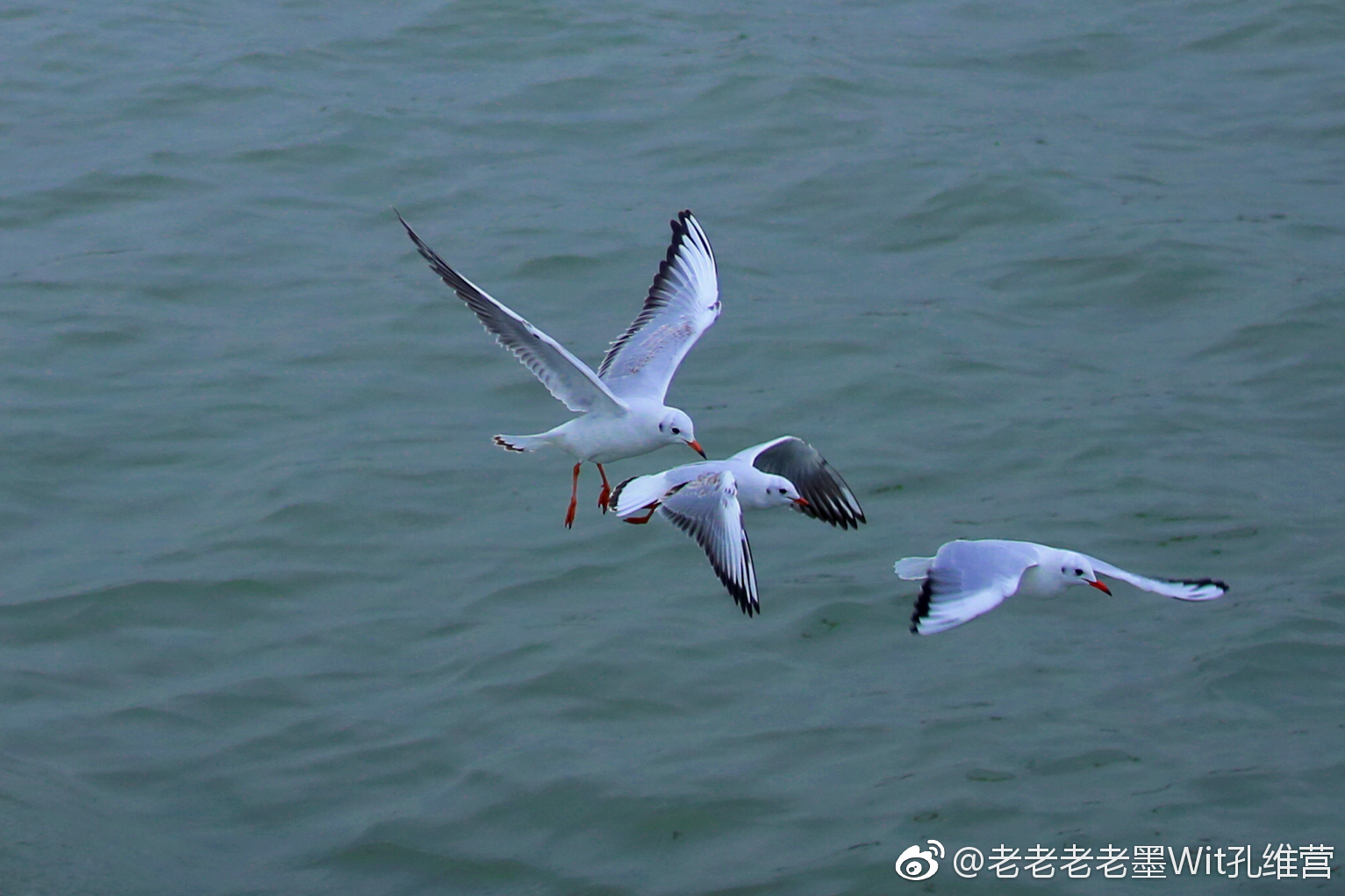 飞翔在太湖上的红嘴鸥,或单飞,或比翼齐飞,或三鸟成行