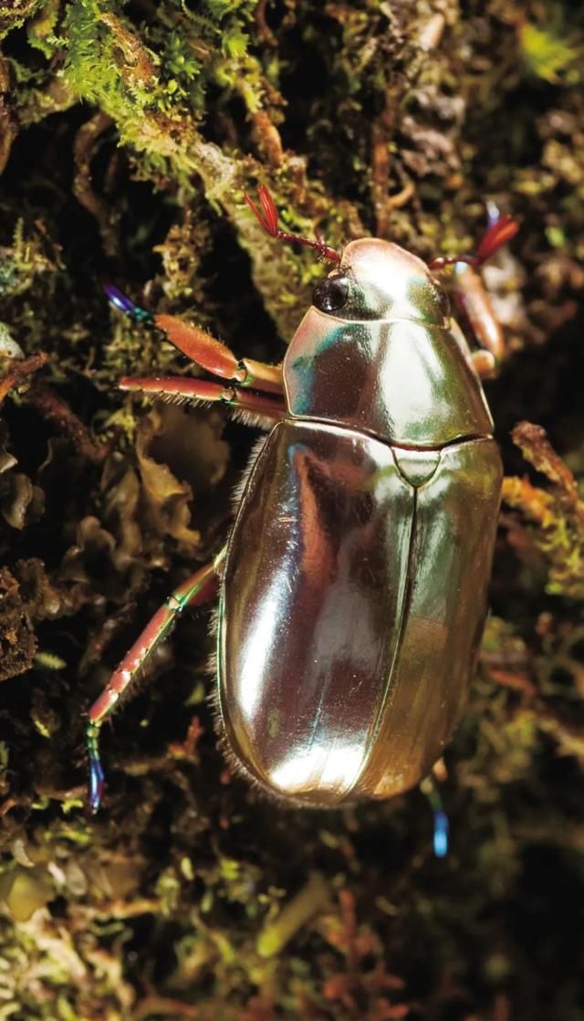 闪耀夺目的甲虫