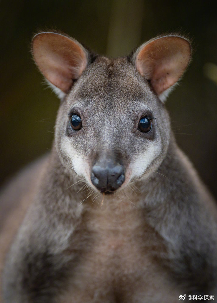 英国动物园首只珍稀沙袋鼠幼崽亮相 小家伙躲在育儿袋捉迷藏