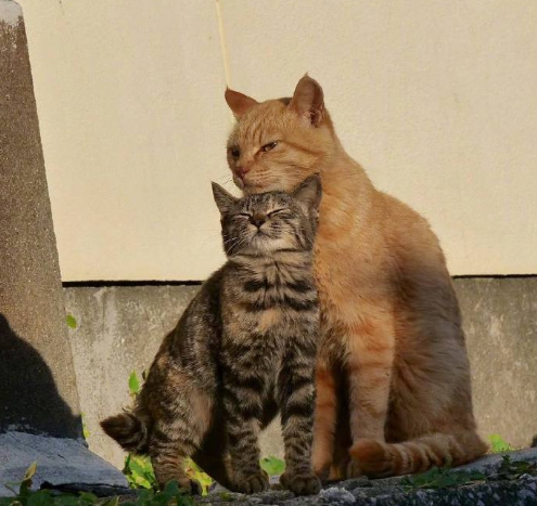 大猫跟小猫同框拍照,每一张都萌死了._高清图集_新浪网