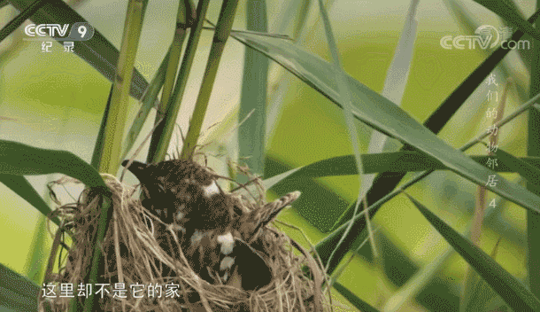 北漂动物到底有多难:熬夜猛肝kpi,一觉醒来没了家|刺猬|杜鹃_新浪新闻