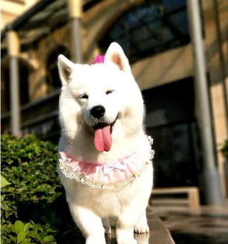 萨摩耶和柯基相恋生下结晶,长大后的模样,让不养狗的人都心动!