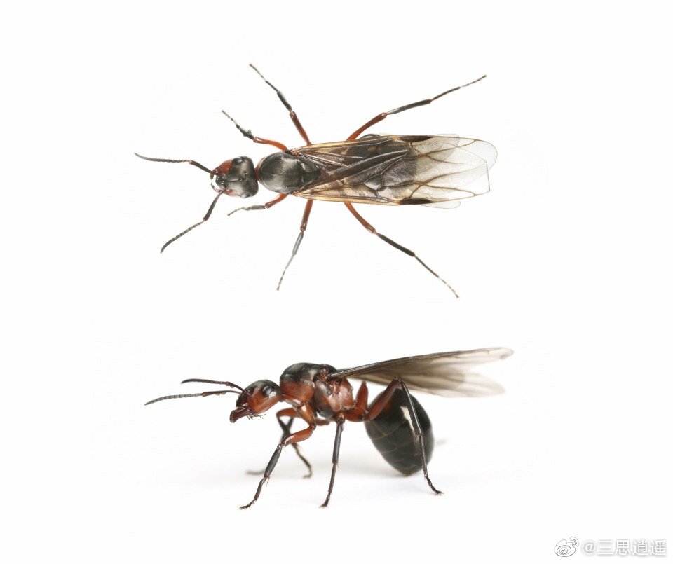 最近英国正婚飞的黑蚂蚁遮天蔽日干扰了卫星天气预报