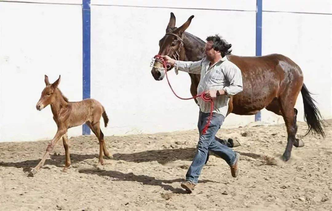 骡子是马和驴的杂交产物,养殖技术也比较简单,只需注意这几点!