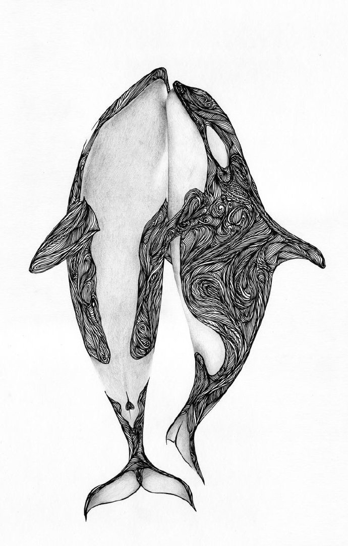鲸鱼骨骼手绘图片