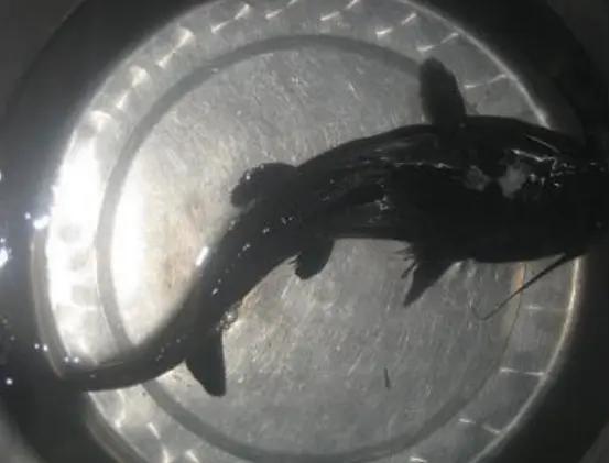 原产地美国该鱼在四川被充当为黄辣丁出售如今泛滥在中国江河