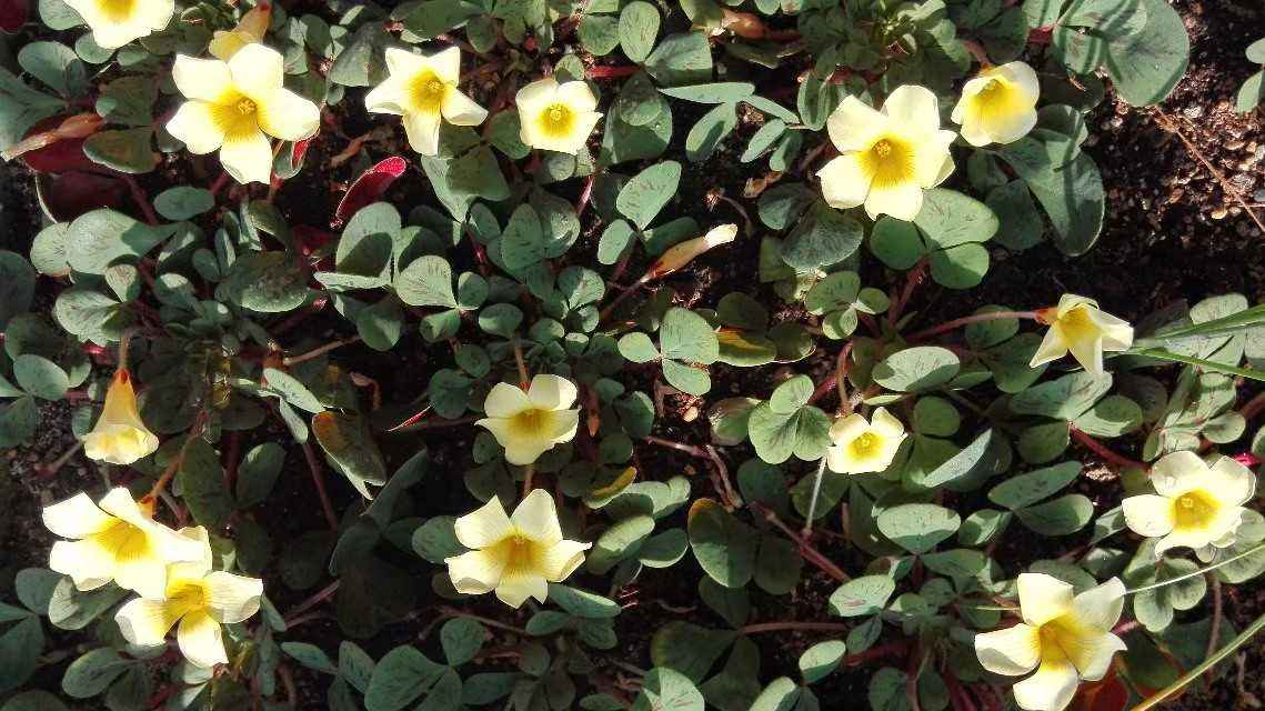 小窗台养盆它,也能开花爆盆,邻居都羡慕|角堇|窗台|酢浆草_新浪新闻