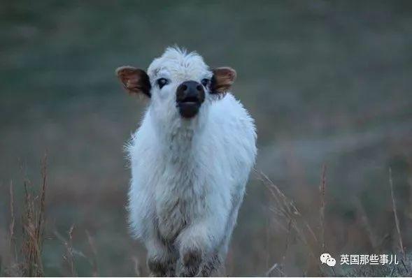 美国夫妻在农场上养了一大群小牛画风实在太可爱了