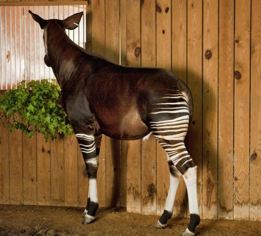 奥卡狓是一种一直到1901年才在非洲刚果(金)森林发现的大型哺乳动物