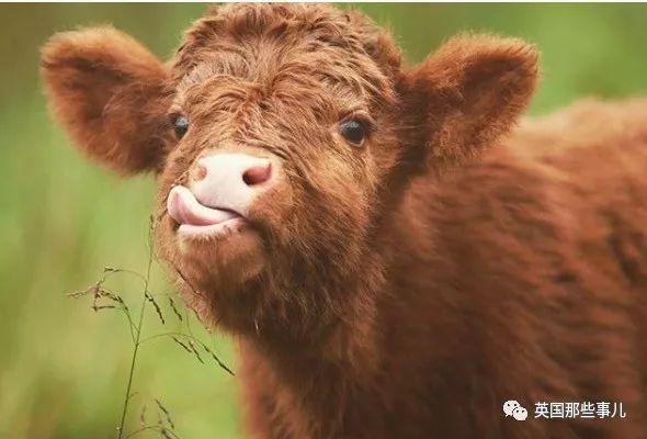 美国夫妻在农场上养了一大群小牛画风实在太可爱了