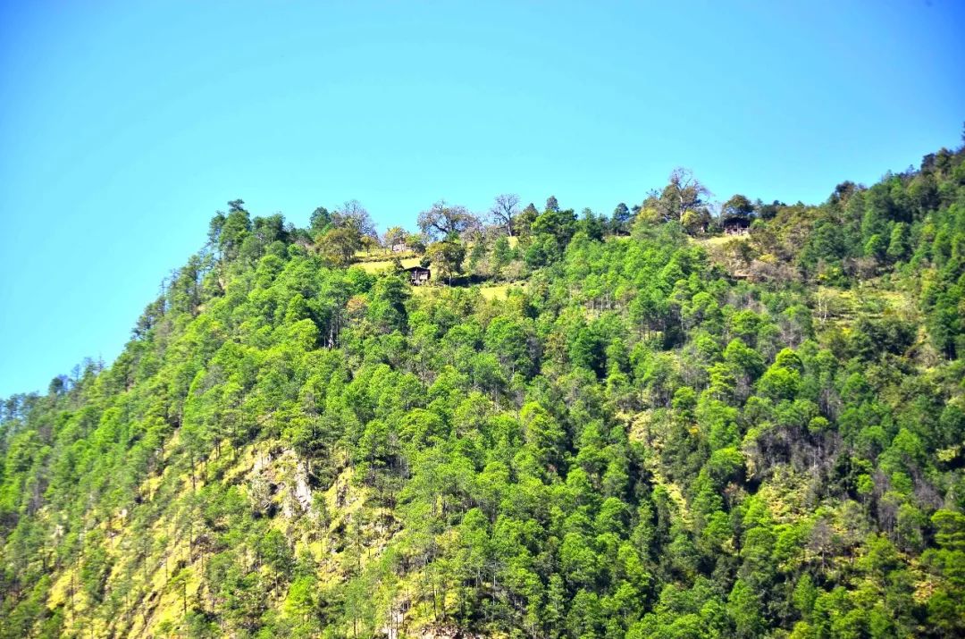 云南深山有个原始村庄,位于新滇藏线上,每到三月宛如世外桃源般